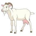 Color image with white milch goat. Isolated vector object on a white. Royalty Free Stock Photo