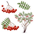 Color images of berry, leaf, tree, bush of rowan on white background. Plants and trees. Vector illustration set