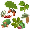Color images of forest fruits and leaves of trees. Oak, birch, chestnut, Rowan, spruce, pine, fir, hazelnut. Plants. Vector