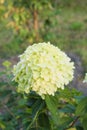 Inflorescence Hydrangea paniculata `Limelight` in garden.