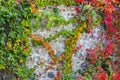 The color ivy on a stone wall, a beautiful background