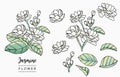 Color Jasmin logo collection with leaves,geometric.Vector illustration for icon,logo,sticker,printable and tattoo