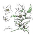 Color jasmine flowers are isolated on a white background. Branch with buds and leaves vector illustration hand work Royalty Free Stock Photo