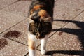 A color kitten walking on red tiles Royalty Free Stock Photo