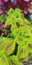 Coleus leavs, color blaze golden dream