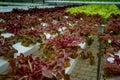 Color lettuce in hydrophonic farm Royalty Free Stock Photo