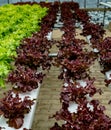 Color lettuce in hydrophonic farm Royalty Free Stock Photo