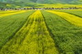 Color and line in farmland Royalty Free Stock Photo