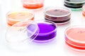 Color liquid in old plastic petri dishes Royalty Free Stock Photo