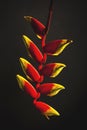 Color Lobster-Claw Heliconia