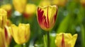 Red and Yellow Tulipa in the Sun