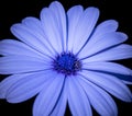 Wide open blue blooming cape daisy marguerite blossom with a bee on black background Royalty Free Stock Photo