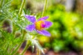 Single violet pasque flower blossom in bright sunshine a