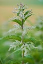 Close up photo of a blooming stinging nettle