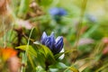 Blue alpine flower in mountain macro. Royalty Free Stock Photo