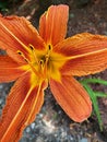 Color macro tiger lilly Royalty Free Stock Photo