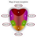 Color map of taste receptors in the tongue, four flavors - sweet, sour, bitter, salty, vector illustration. Royalty Free Stock Photo