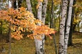 Color Maple Leaves and Birch Trees Royalty Free Stock Photo