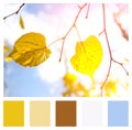 Color matching palette, Autumn landscape. Autumn tree leaves sky background