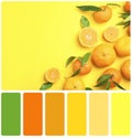 Color matching palette. Flat lay composition with ripe tangerines on yellow background, space for text