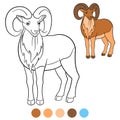 Color me: urial. Cute beautiful urial with big horns