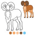 Color me: urial. Cute beautiful urial with great horns