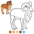 Color me: urial. Cute beautiful urial with huge horns stands
