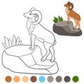 Color me: urial. Cute beautiful urial stands on the rock