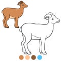 Color me: urial. Little cute lady urial smiles
