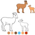 Color me: urial. Mother urial with her little cute baby