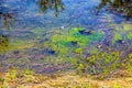 The color mix of green algae and yellow grass under water Royalty Free Stock Photo