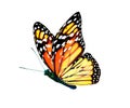 Color monarch butterfly , isolated on the white Royalty Free Stock Photo