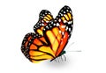 Color monarch butterfly , isolated on the white Royalty Free Stock Photo