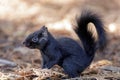 Color morphed Eastern Gray Squirrel details Royalty Free Stock Photo