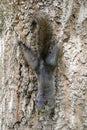 Color morphed Eastern Gray Squirrel Hanging Onto Tree