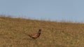 Color nice pheasant on orange meadow in sunset evening time Royalty Free Stock Photo