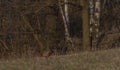 Color nice pheasant on orange meadow in sunset evening time Royalty Free Stock Photo