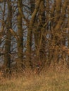 Part of color nice pheasant on orange meadow in sunset evening time Royalty Free Stock Photo