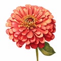 Hyperrealistic Zinnia Illustration On White Background Royalty Free Stock Photo