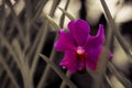 a single purple orchid on Black and White background