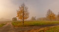 Autumnal foggy rural countryside with golden foliage, trees, meadow, grass and a path fork Royalty Free Stock Photo