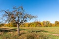 Autumnal rural countryside with fall foliage, trees, meadow, grass and a path Royalty Free Stock Photo