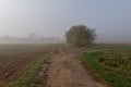 Autumnal panoramic image of a foggy rural countryside with trees ,meadow, grass and a path fork Royalty Free Stock Photo