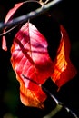 Close up of orange red autumn leaves, black background in bright sunshine on a fall day Royalty Free Stock Photo