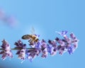 Color outdoor image of a perovskia blossom with a bee
