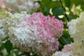 Color outdoor macro of a pink white large hydrangea blossom with petals taken on a sunny summer day