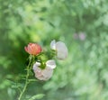 Macro of a single isolated apricot and white rose blossoms on natural blurred green background Royalty Free Stock Photo