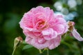 Color outdoor floral macro of a single isolated pink white rose blossom on natural blurred green background Royalty Free Stock Photo