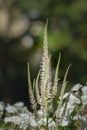 Green white bowman`s root / culverphysic with natural blurred background Royalty Free Stock Photo