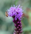 Outdoor image of a single isolated violet liatris / blazing star blossom with a bee full of pollen
